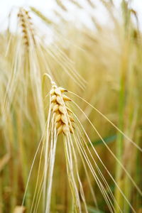 Close-up of wheat growing on field