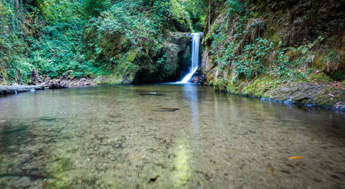 Scenic view of waterfall in forest