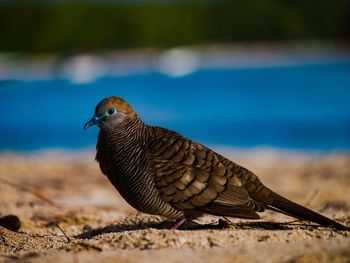 View of a bird on sand