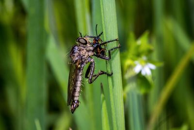 Close-up of insect on plant