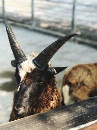 High resolution shot of sheep with four horns