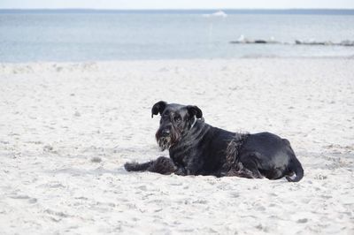 Dog relaxing on beach