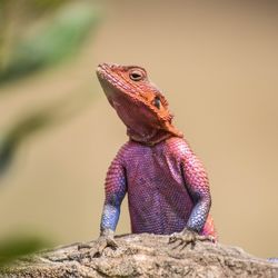 Close-up of iguana on rock