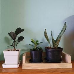 Potted plants on table against wall at home