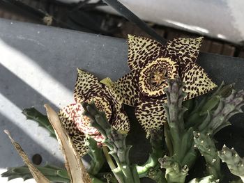 High angle view of butterfly on plant