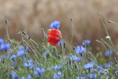 Close-up of purple flowering plants on field