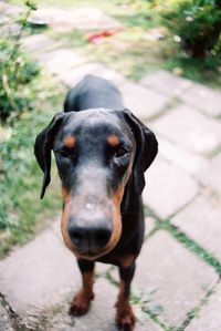 Close-up portrait of black dog