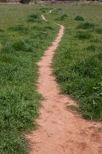 Dirt road along plants on field