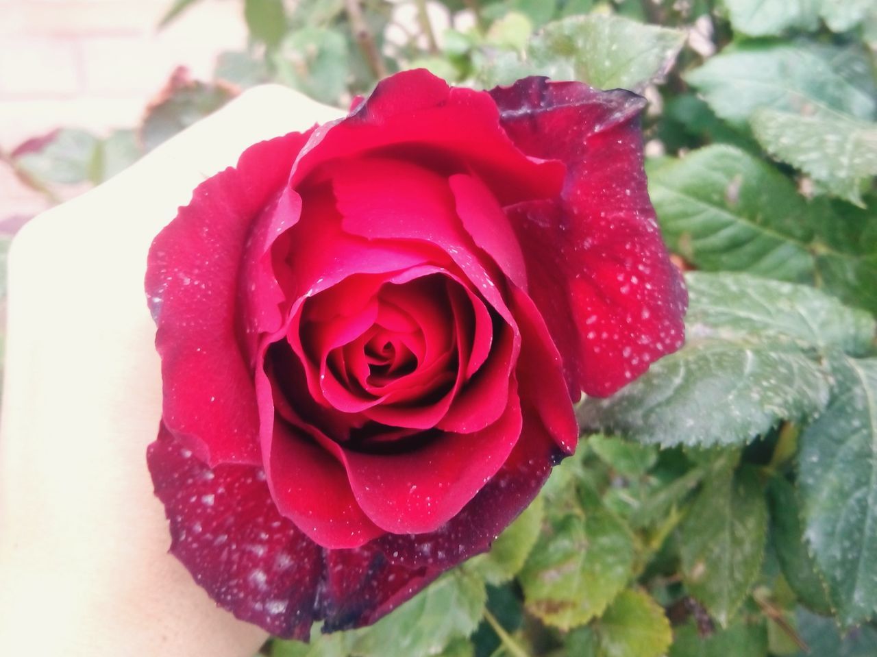 freshness, flower, rose - flower, petal, flower head, close-up, fragility, beauty in nature, drop, single flower, wet, growth, single rose, pink color, red, rose, water, nature, focus on foreground, plant