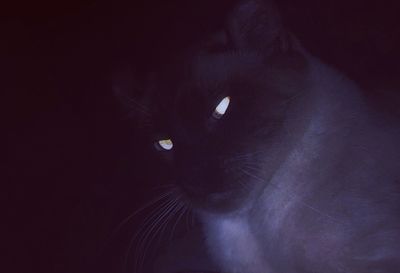 Close-up portrait of black cat