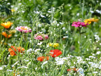Close-up of red flowering plant on field