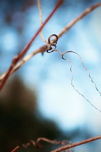 Dry curly vines