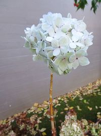 Close-up of white flowering plant