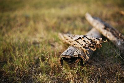 Close-up of dry wood on field