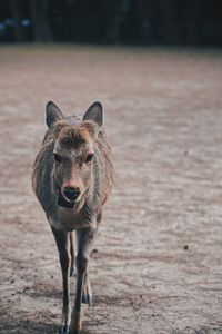 Portrait of horse standing on land