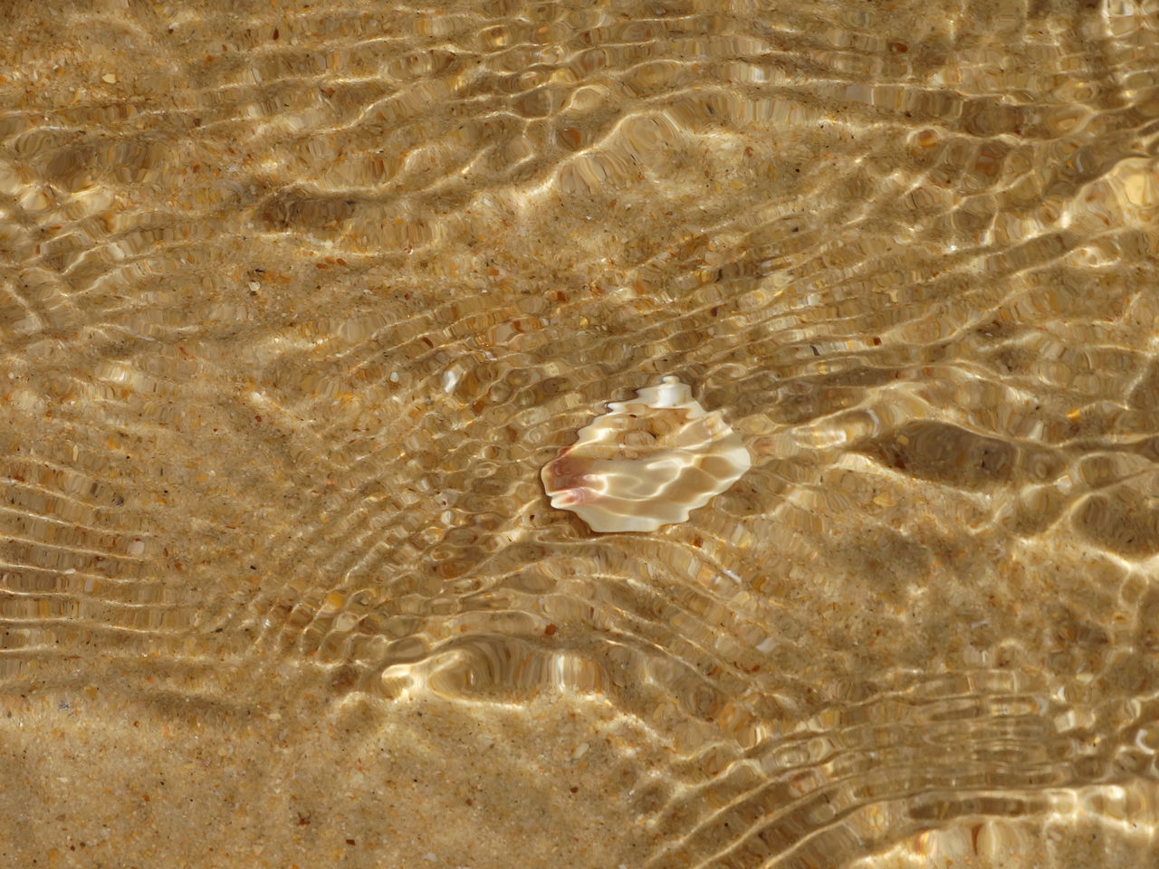 HIGH ANGLE VIEW OF AN ANIMAL IN SEA