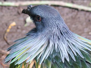 Close-up of bird perching on wall