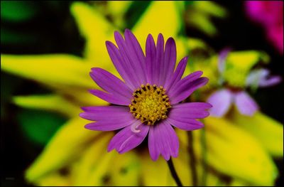 Close-up of yellow flower blooming outdoors