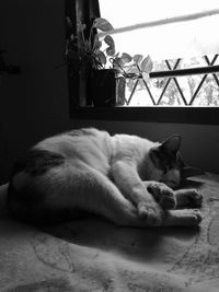 Cat sleeping at home