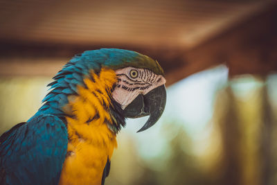 Blue macaw parrot from amazon