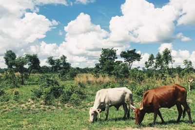 Cows in a field eating grass 