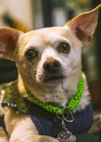 Close-up portrait of a dog