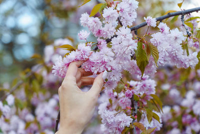 Female hand holding a blooming branch of a pink japanese cherry tree in the garden in spring.