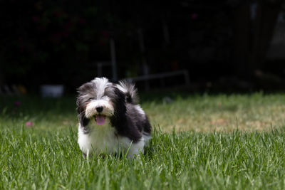 An adorable havanese puppy posing for the camera