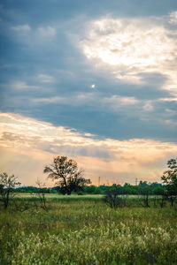 Scenic view of field against sky during sunset