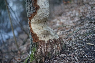 Close-up of tree trunk in forest