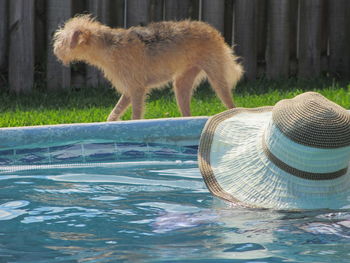 View of sheep in water