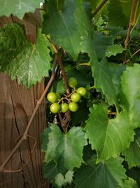 Close-up of grapes growing on tree