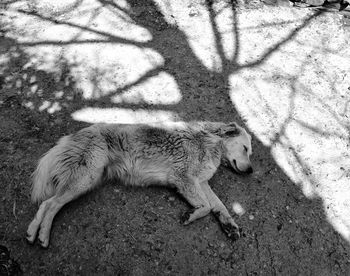 High angle view of shadow on a field