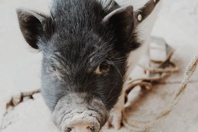 Close-up of pig sleeping