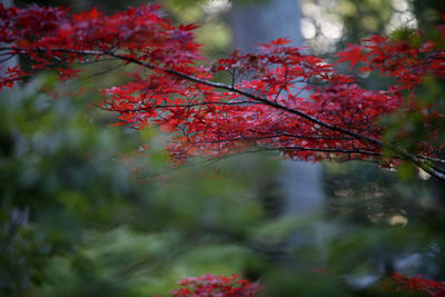 Close-up of red maple leaves on tree