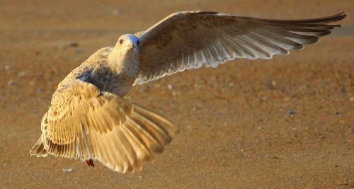 Close-up of seagull flying at beach