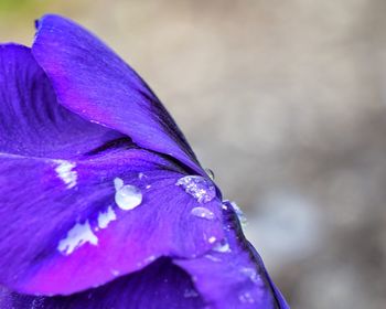 Close-up of wet purple flower