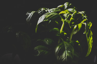 Close-up of plant against black background