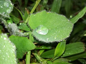 Close-up of wet plant