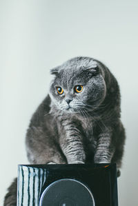 Close-up portrait of a cat against white background