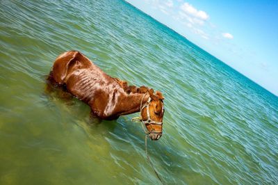 Brown horse in water