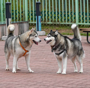 Dogs standing in a fence