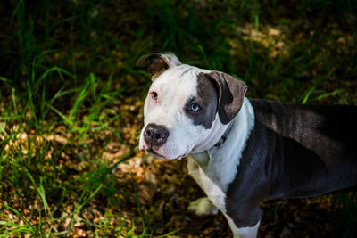 Portrait of a dog looking away