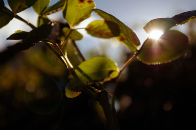 Close-up of fruit growing on tree