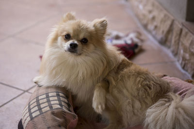 High angle portrait of dog sitting at home