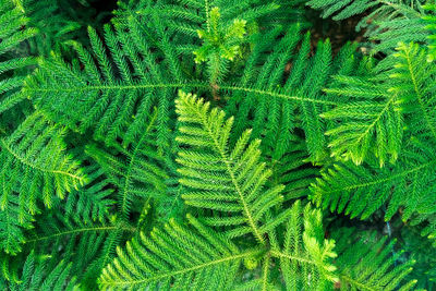 High angle view of fern leaves on tree