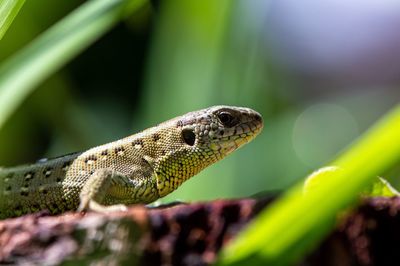 Close-up of lizard on leaf