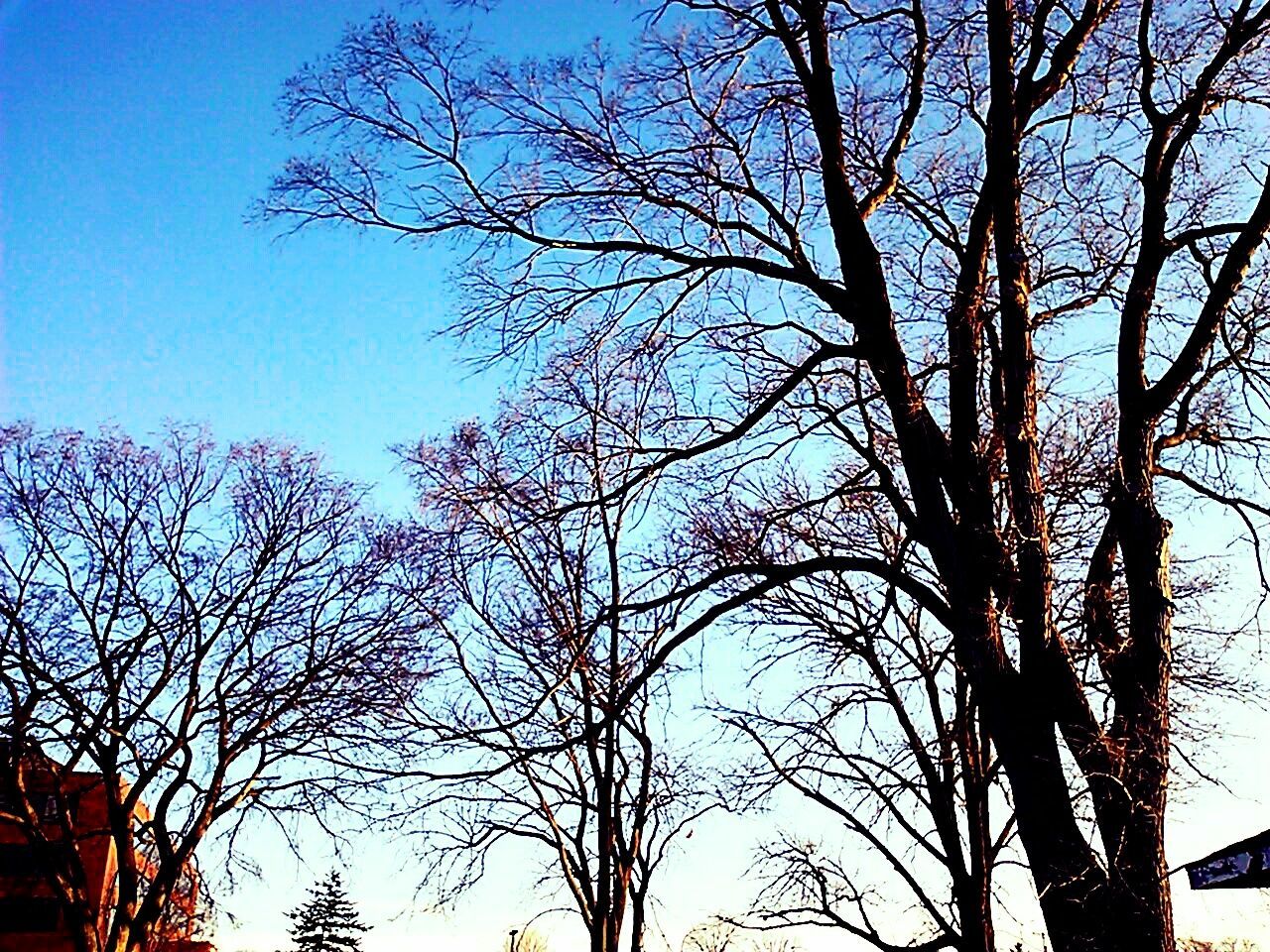 bare tree, tree, blue, clear sky, branch, low angle view, silhouette, tranquility, tree trunk, nature, sky, built structure, beauty in nature, scenics, outdoors, tranquil scene, building exterior, architecture, no people, copy space