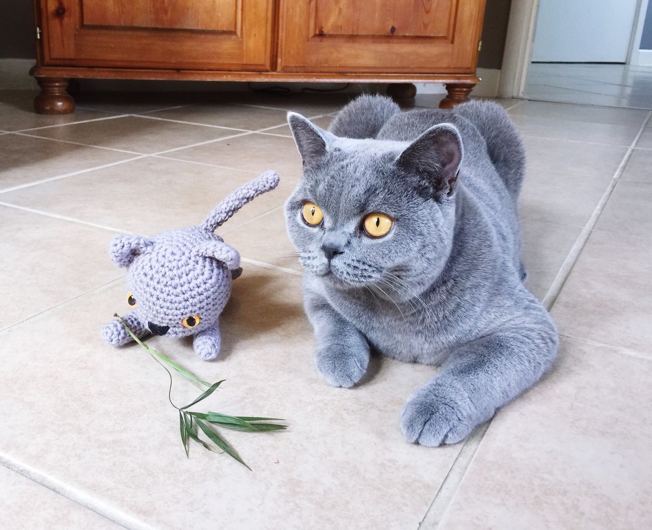 animal themes, pets, domestic animals, one animal, domestic cat, indoors, mammal, looking at camera, cat, flooring, whisker, floor, relaxation, feline, curiosity, zoology, no people