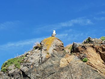 Low angle view of bird on rock formation against sky
